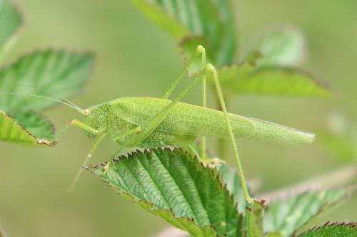 Phaneroptera nana